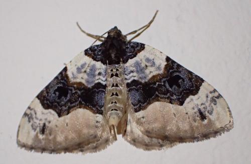 Réf. 322 259 : Cosmorhoe ocellata